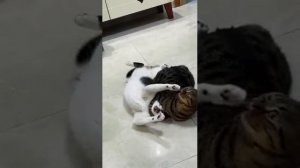 кошачий бой