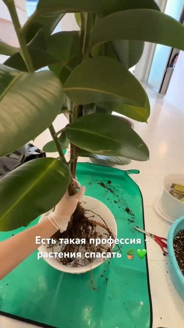 Пересадка домашних растений в Самаре 🪴💚 смотреть онлайн