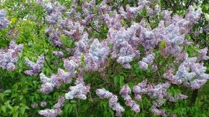 "Сиреневый сад" (Измайловский парк культуры и отдыха, Москва)