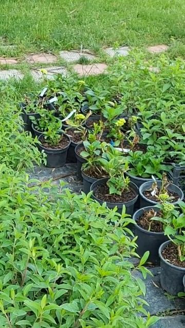 саджанці гортензії волотистої Граундбрейкер #decorsad #де смотреть онлайн