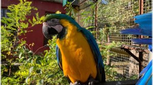 КРЫМ. БЕЛОГОРСК. Парк львов "Тайган". Дом птиц. Часть 3-я.