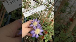 🌸 ВОСКРЕСНЫЙ РЕЛАКС. ОБЗОР КЛЕМАТИСОВ 🌸