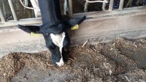 ЭКОНИВА - экскурсия на молочную ферму. Ступино. Село Бортниково.14.08.2024