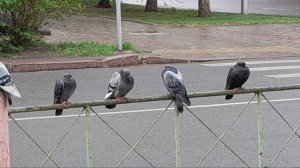 20250509_114231 Дождь и голуби