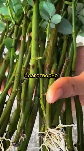 Укореняем черенки за один день. Народный стимулятор р? смотреть онлайн