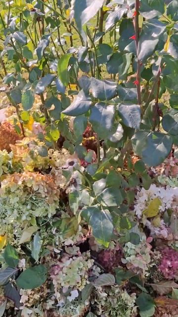 Укрываем розы срезанными соцветиями гортензий. смотреть онлайн