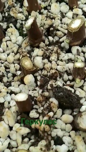 #Геркулес #гортензии #черенок на почках гортензии Герк смотреть онлайн