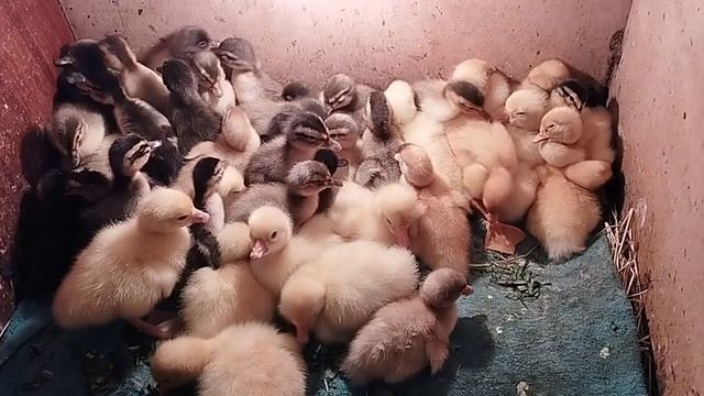 Инкубация утиных яиц в 2025 году. Вывод.