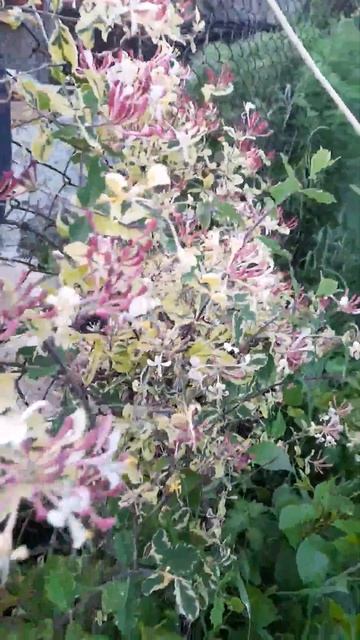 ПРЕКРАСНАЯ ЖИМОЛОСТЬ "КАПРИФОЛЬ" смотреть онлайн