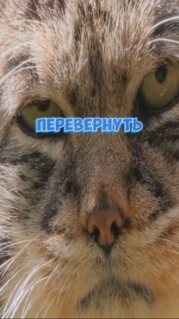 Кошка Саванна