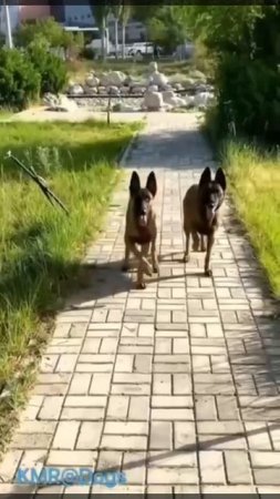 Прогулка в унисон😂 ( видео про собак )