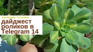 №227 Дайджест роликов в Телеграм - 14