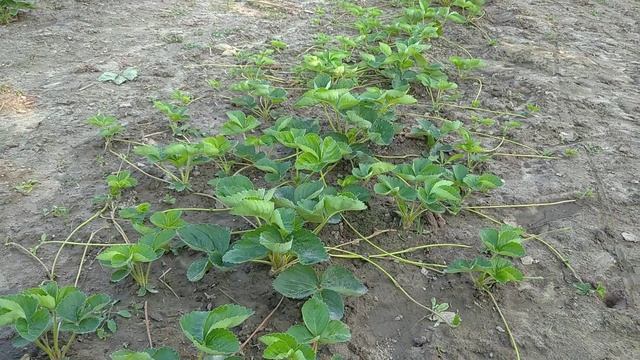 КОГДА ПОСАДИТЬ КЛУБНИКУ 🍓НА МАКСИ УРОЖАЙ?🍓🍓🍓 смотреть онлайн