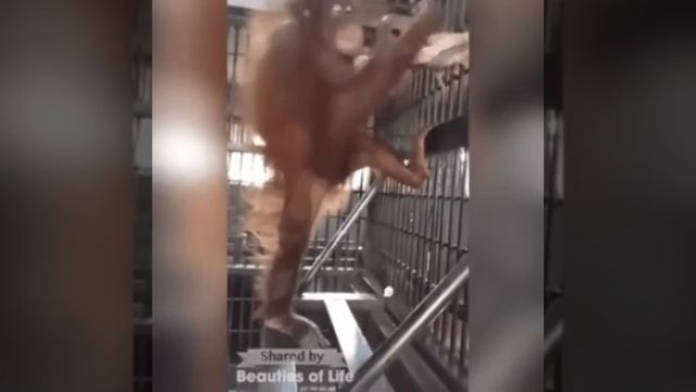 Расстелил гамак смотреть онлайн