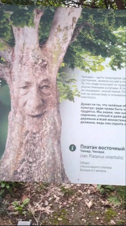 Чинаре 300 лет!