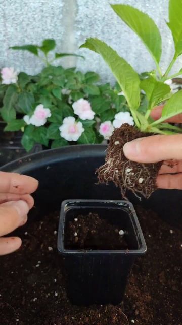 #chorts #гортензия Жизнь гортензии от черенка до цветущег смотреть онлайн