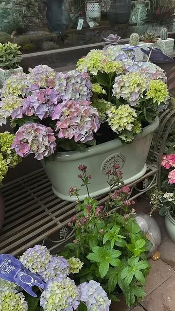 hydrangeamacrophyllahortensiaгортензияgardenгортензія shortsアジサイ