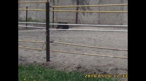 Ипподром  Miss Liza катается на пони Шапокляк