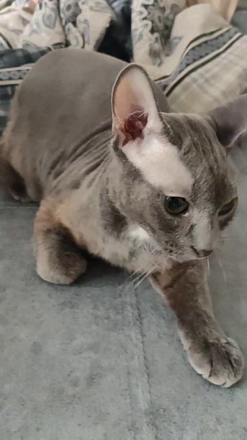 😻 Котёнок Семён 🐾 смотреть онлайн