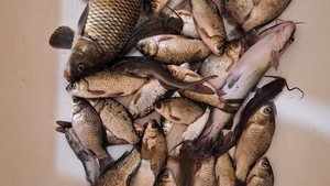 Озеро горячка, Тула