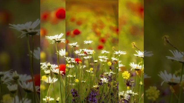 С днём рождения Алёна Эдельвейс - сл и муз. СветЛаны Пи? смотреть онлайн