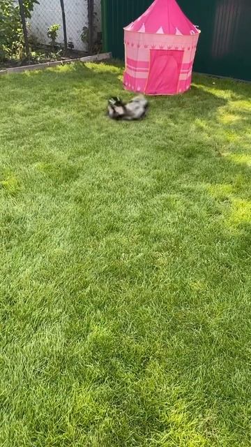 Пулька пытается вырвать газон 😂 смотреть онлайн