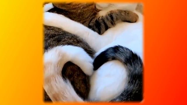 Смешное про животных|Приколы с котами| Видео про котов| Кошки|Позитив|Создай себе хорошее настроени смотреть онлайн