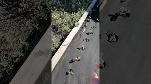 #клубника#ежевика#агроткань посадка своего сада, допо?
