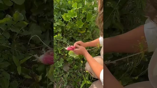 Тёплая грядка. Эффект 2