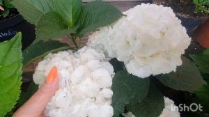 Обзор новых сортов крупнолистных гортензий!