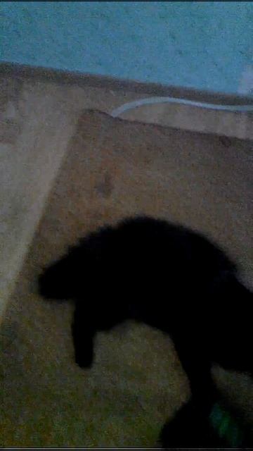 Говорят коты боятся пылесоса. смотреть онлайн