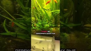 Сколько раз в день кормить рыб ? #аквариум #рыба #кормим