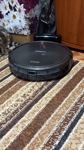 котята и робот-пылесос kittens and a robot vacuum cleaner #котята #kittens смотреть онлайн