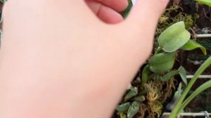 Красная Нива октябрь 2024. Орхидеи и папоротники