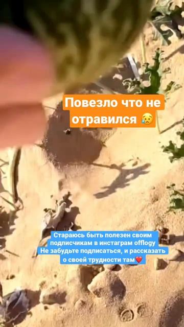 Что за сорт арбуза? 🤔 #shorts смотреть онлайн