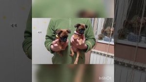Две девочки от Кейси и Доджика. Пти брабансон. Окрас рыжий. Архивное
