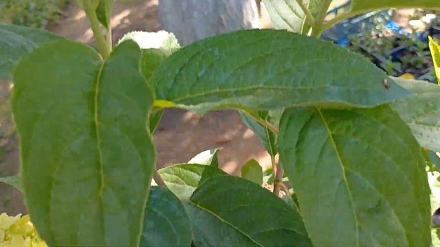 Что случилось с безымянными черенками гортензий, как ? смотреть онлайн