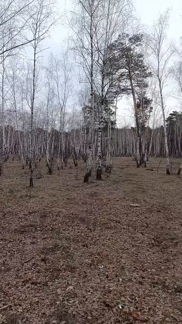 Березовая Роща, Киев 2025 март 5 смотреть онлайн