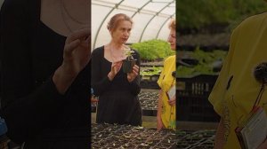 Как сажать рассаду огурцов в грунт? 🌱🥒
