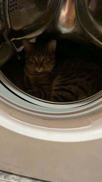 Марсик залез в стиральную машину 🤯 #cat #musiccat #catlover #catmusi смотреть онлайн