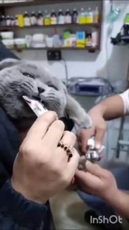 Злой котя😀