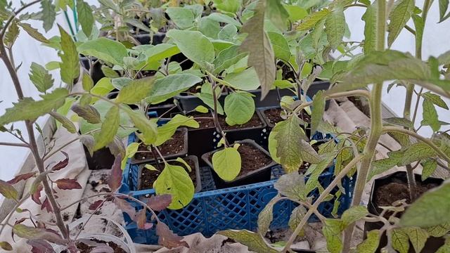 обзор на 12.05.2025...рассада страдает