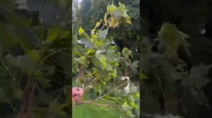 обрезка клёна форма шарвзгляд со стороны заказчика на