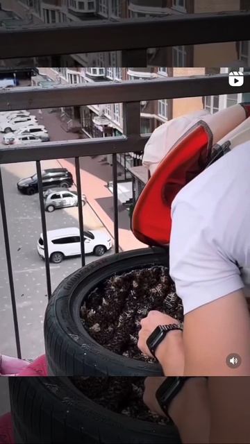 Пчёлы оборудовали богатый улей на балконе многоэтажки в Краснодаре. смотреть онлайн