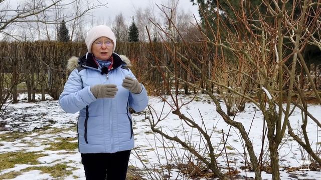 Гортензия: Весенняя обрезка, которая гарантирует успе смотреть онлайн
