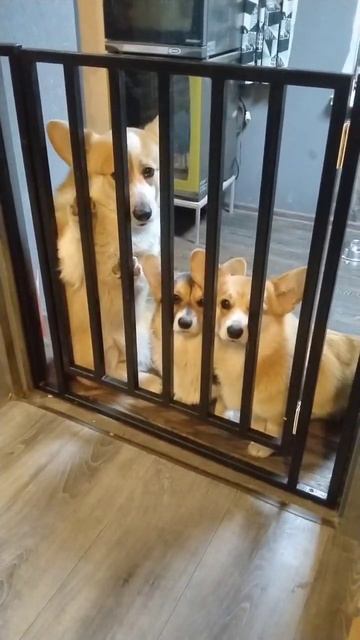 Эль очень хочет кушать🙃 так пёс выпрашивает еду Жизн смотреть онлайн