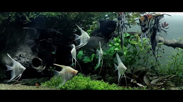 Запуск аквариума  для начинающих. С чего начать? смотреть онлайн