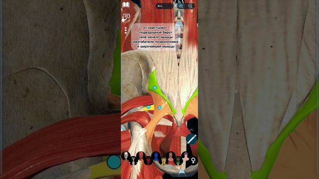 Хамстринг синдром и боли между лопаток #хамстрингсинд смотреть онлайн