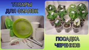 Скоро в продаже: товары для фиалок. Посадка новеньких черенков.