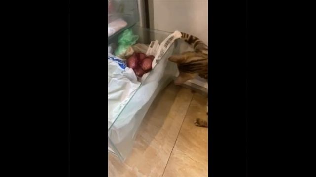 Кот Бандит - открывает холодильник смотреть онлайн